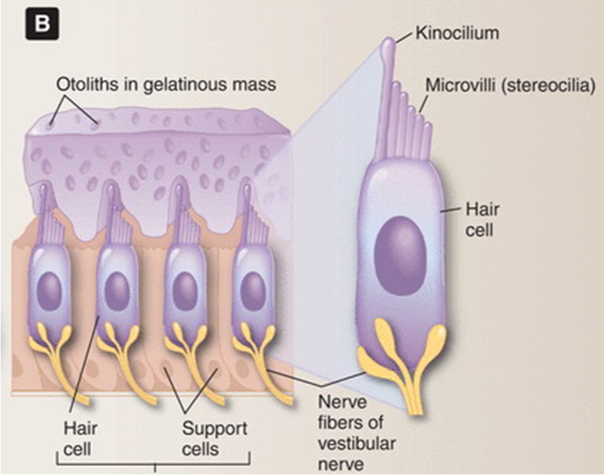<ul><li><p><strong><span>Stereocilia (shortest) move away from kinocilium (tallest) – Hyperpolarisation of hair cell</span></strong></p></li><li><p style="text-align: left;"><strong><span>Stereocilia (shortest) move towards kinocilium (tallest) – depolarisation of hair cell</span></strong></p></li><li><p style="text-align: left;"><strong><span>Signals change in acceleration</span></strong></p></li></ul><p>The gel (gelatinous mas) wants to stay still but the microvilli are embedded inside it. so when you bend your head and the gel remains stationary, the hairs bend. </p>