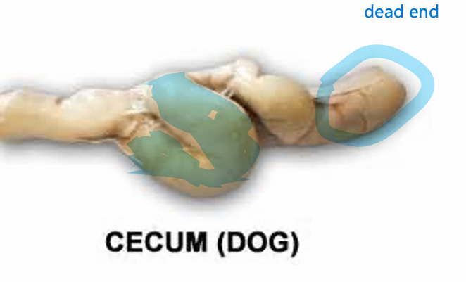 <ul><li><p>Latin:<em> blind</em></p><ul><li><p>Pouch that does not connect to anything at the end</p></li></ul></li><li><p>At the junction of the ileum and the colon</p></li><li><p>Functions:</p><ul><li><p>Water absorption</p></li><li><p>Fermentation</p></li></ul></li></ul><p></p>