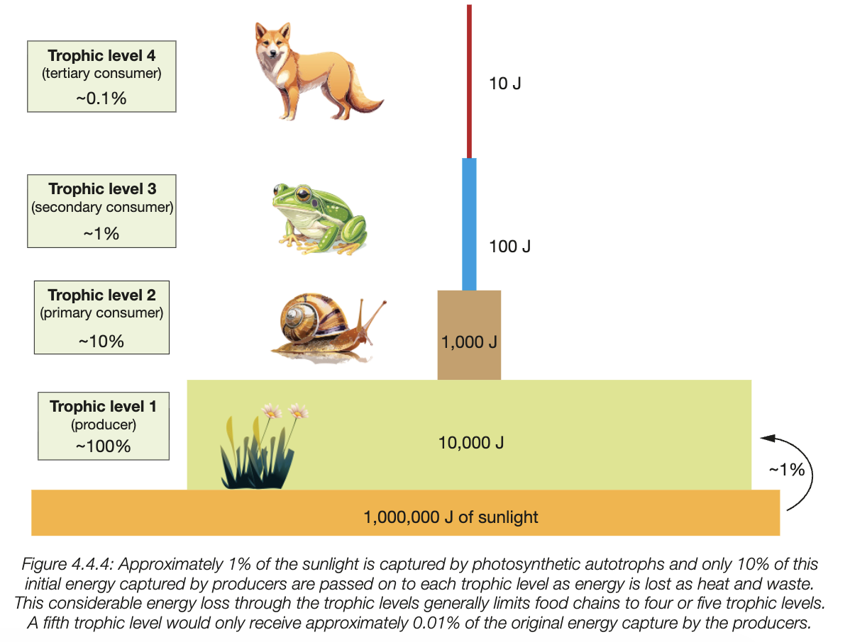 <p>trophic levels in food webs/chains (energy transfers stat)</p>