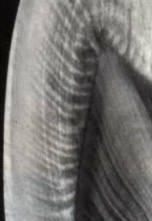 <ul><li><p><span style="background-color: transparent;"><span>Den är bra på att bryta ljus (som i prismor) pga ljuset bryts i varje rods bestående av hydroxylapatit kristaller.&nbsp;</span></span></p></li><li><p><span style="background-color: transparent;"><strong><span>Hunter Schreger bands</span></strong><span> – Optiskt fenomen (ljusbrytande fenomen) som uppstår när emaljen studeras i tvärsnitt i mikroskop (det som sker är att prismorna böjer ljuset på olika sätt → mörka och ljusa band som syns).&nbsp;</span></span></p></li></ul><p></p>