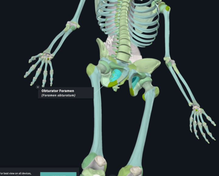 <p>The hole closed up by the obturator muscles</p>