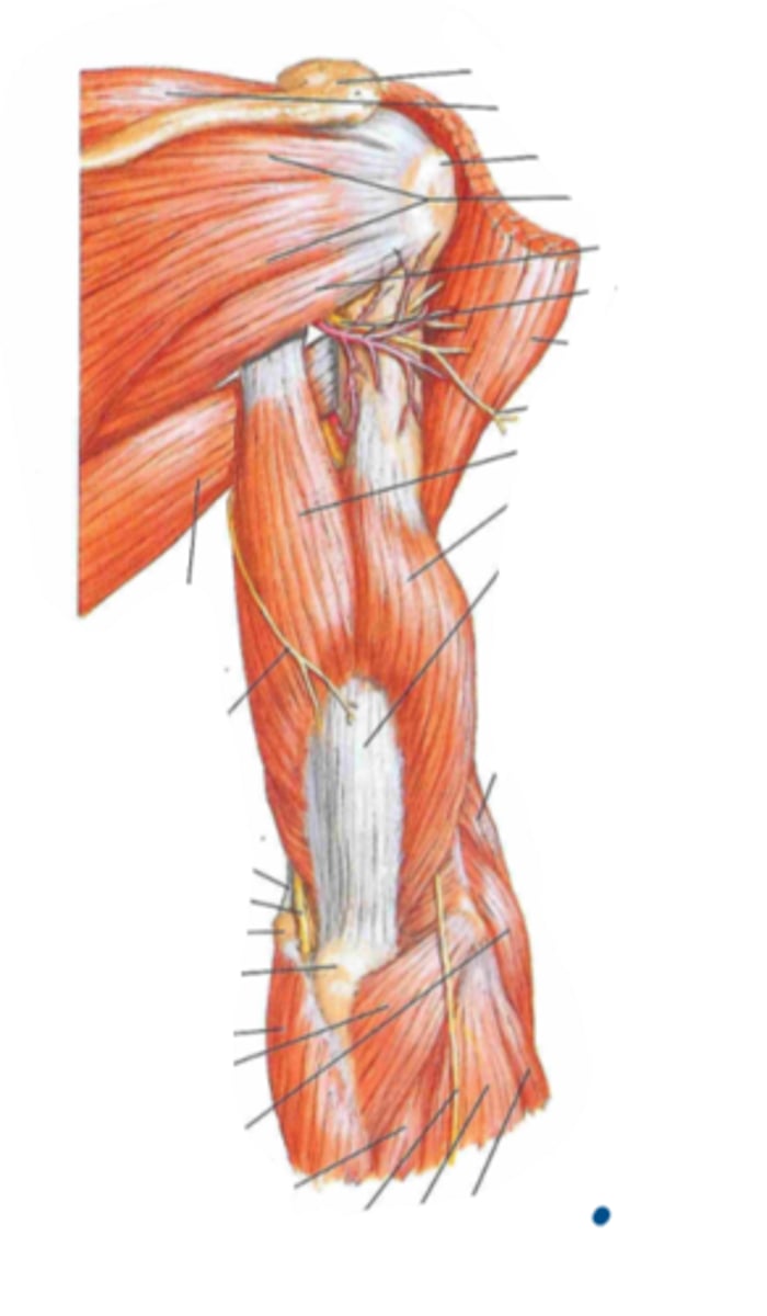 <p>Identify the action of the structure indicated by the arrow</p>