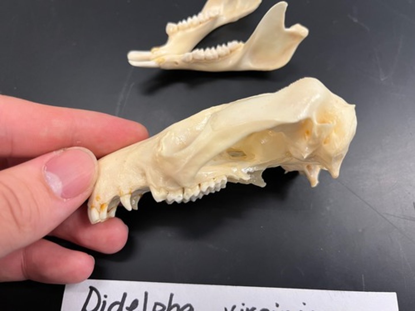 <p>- Marsupial mammal<br>- Large chisel-like incisors. <br>- Five pairs of upper incisors, small brain case, obvious sagittal crest, nasals expanded posteriorly; palatine vacuities present between molar tooth row</p>
