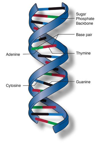<p>The structure of part of a DNA double helix.</p>