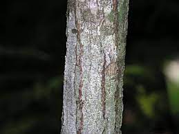 <p>American chestnut, Castanea dentata, Fagaceae</p>