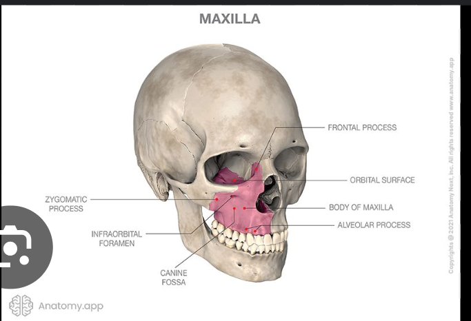 knowt flashcard image