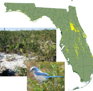 <p>most landscapes are patchy; not continuously distributed throughout a region</p><p>broken into smaller suitable areas separated by unsuitable areas</p><p>unsuitable areas create nearly uncrossable barriers for some spp</p><p>other spp can move more easily across unsuitable areas → allow populations in each to interact (gene flow)</p><p>increased movement between patches = increased genetic similarity among patches = decreased likelihood that an organism will go extinct from a patch</p><p>e.g. Florida scrub ecosystems, very patchily distributed (yellow in picture)</p>