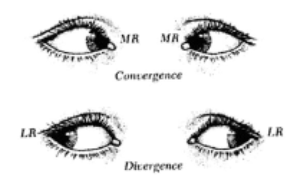 <p>What are the vergences and versions movements?</p>