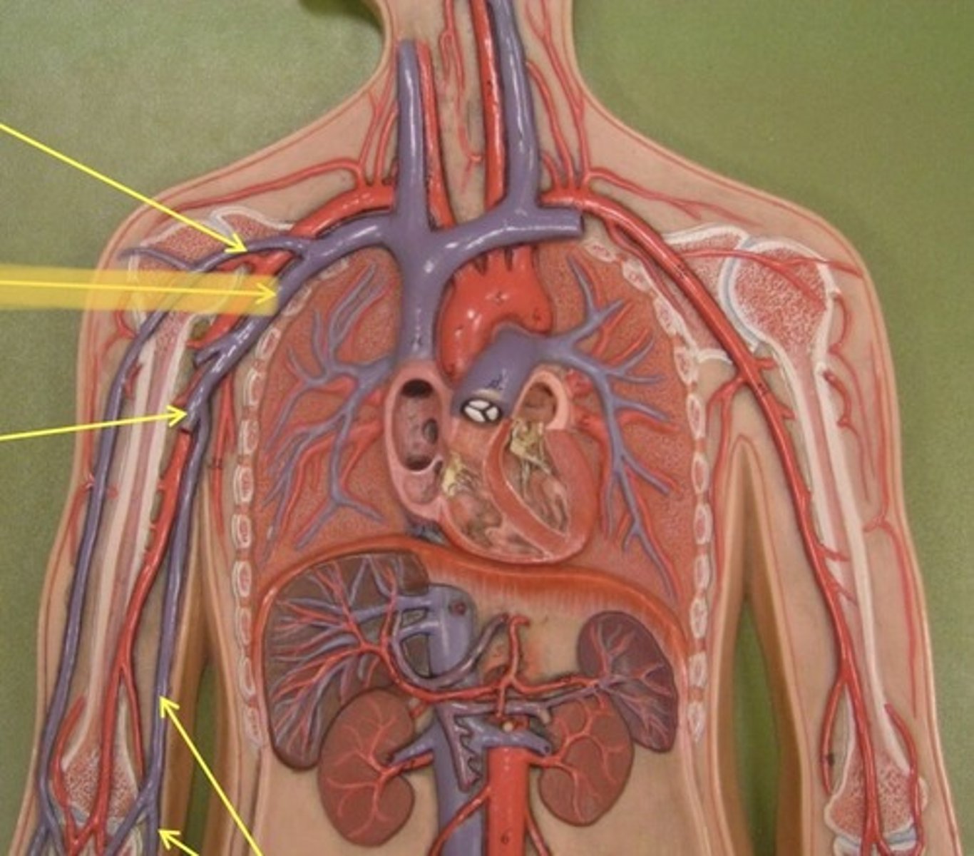 knowt flashcard image