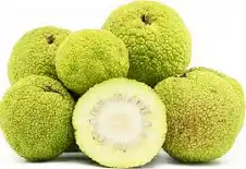 <p><span>Large, softball size diameter, distinctive citrus smell, interior looks like a brain, matures in autumn.</span></p>