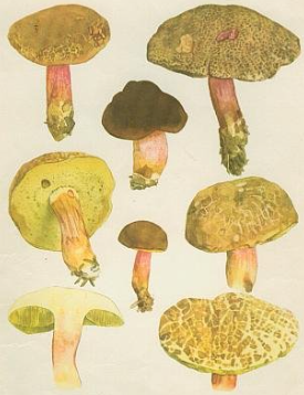 term image