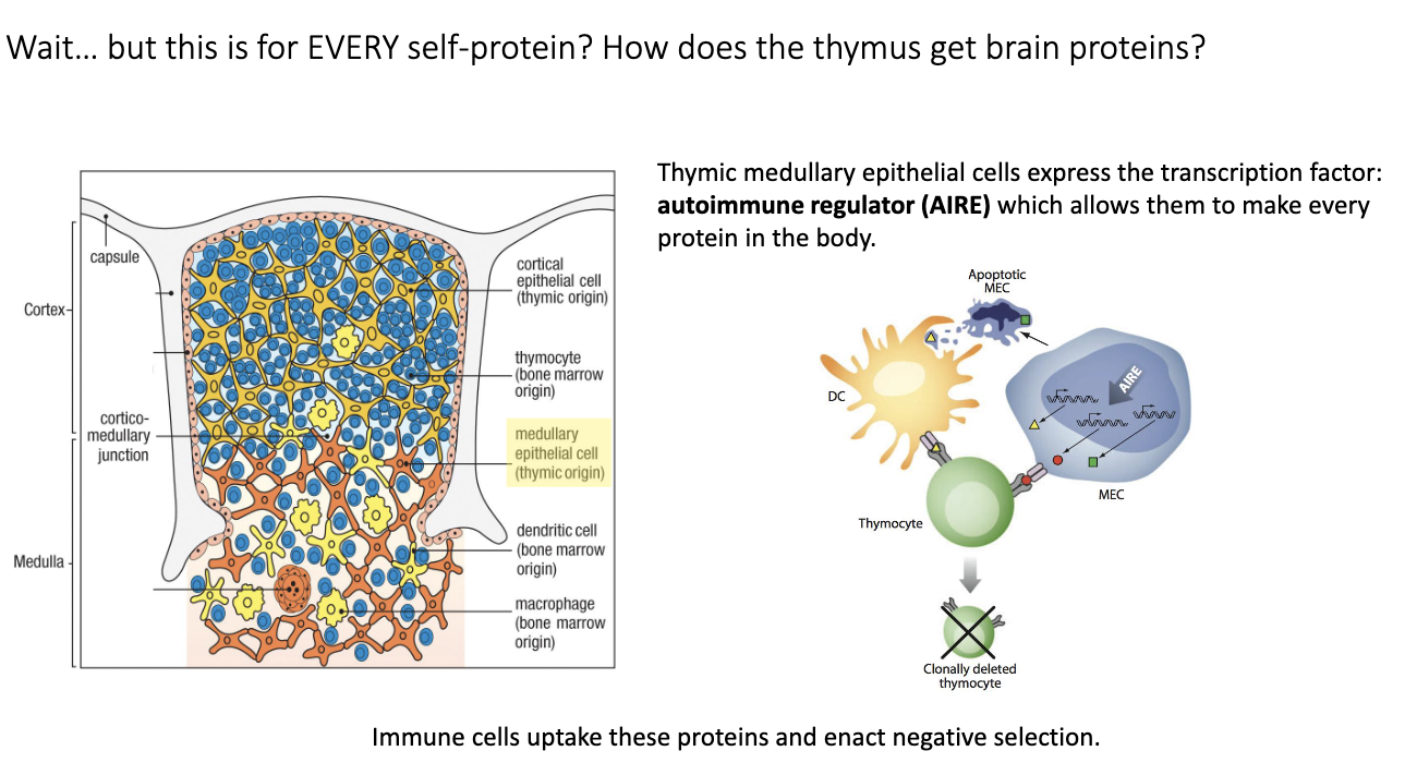 <ul><li><p><strong>Problem:</strong> Thymocytes need to be negatively selected against tissue-specific proteins (e.g., brain peptides), but thymus is not that tissue.</p></li></ul><ul><li><p><strong>AIRE (Autoimmune Regulator):</strong></p><ul><li><p>Transcription factor in <strong>medullary thymic epithelial cells (mTECs)</strong>.</p></li><li><p>Drives expression of many tissue-specific genes in thymus.</p></li><li><p>AIRE knockout → autoimmunity.</p></li></ul></li><li><p><strong>Mechanism:</strong></p><ul><li><p>mTECs produce self-proteins → dendritic cells uptake them → present on MHC → T cells that bind too strongly are deleted.</p></li><li><p>mTECs can also directly present to thymocytes, but <strong>mainly dendritic cells mediate negative selection</strong>.</p></li></ul></li><li><p><strong>Outcome:</strong></p><ul><li><p><strong>Clonal deletion</strong> of self-reactive T cells.</p></li><li><p>Prevents autoimmunity while allowing functional T cells to survive.</p></li></ul></li></ul><p></p>