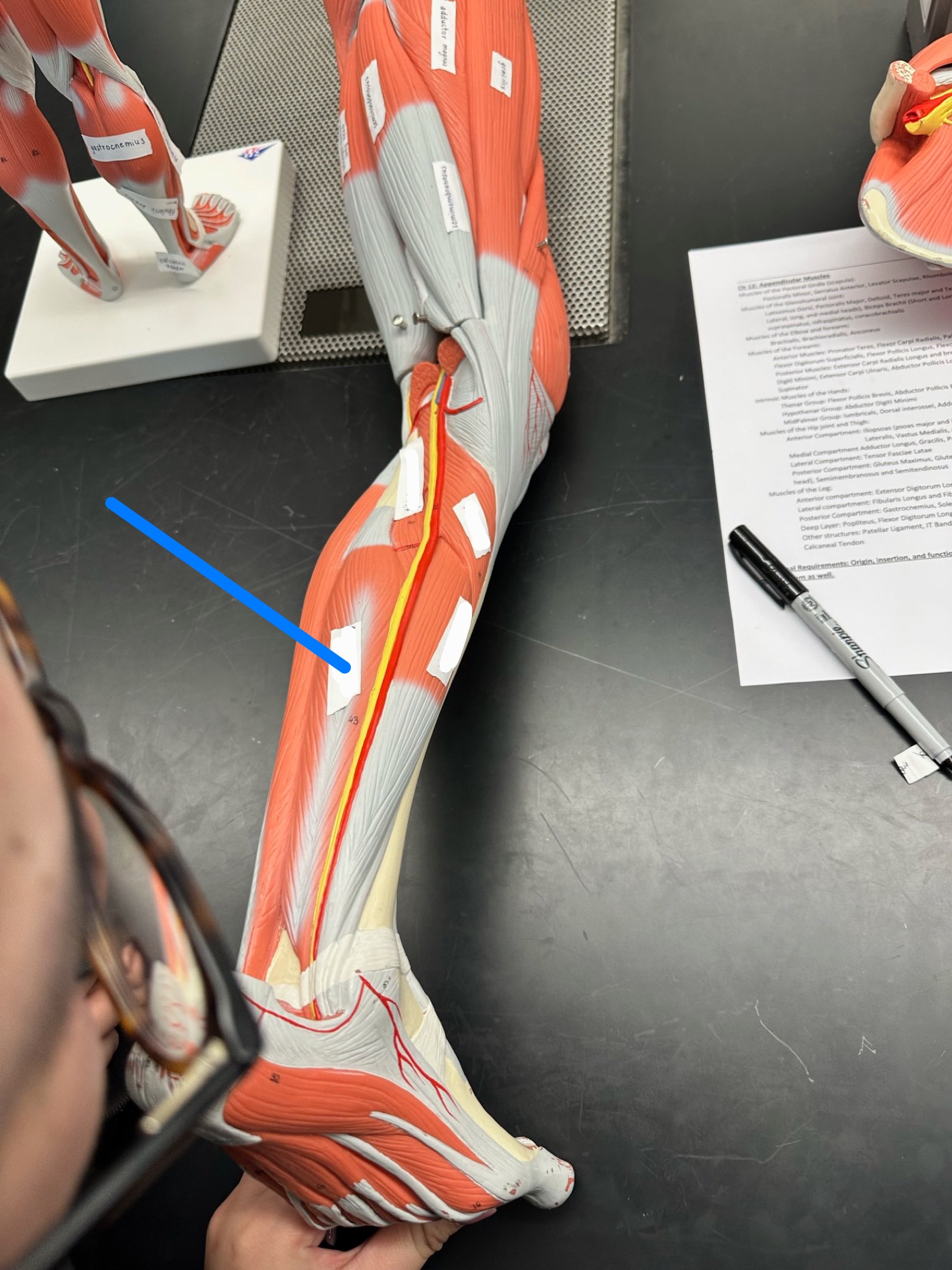 <p>ID muscle</p>