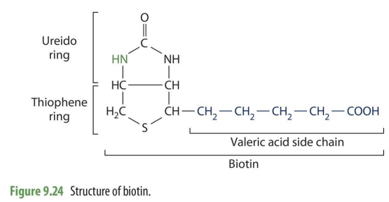 <p>Ureido ring, Thiophene ring, and valeric acid side chain</p>