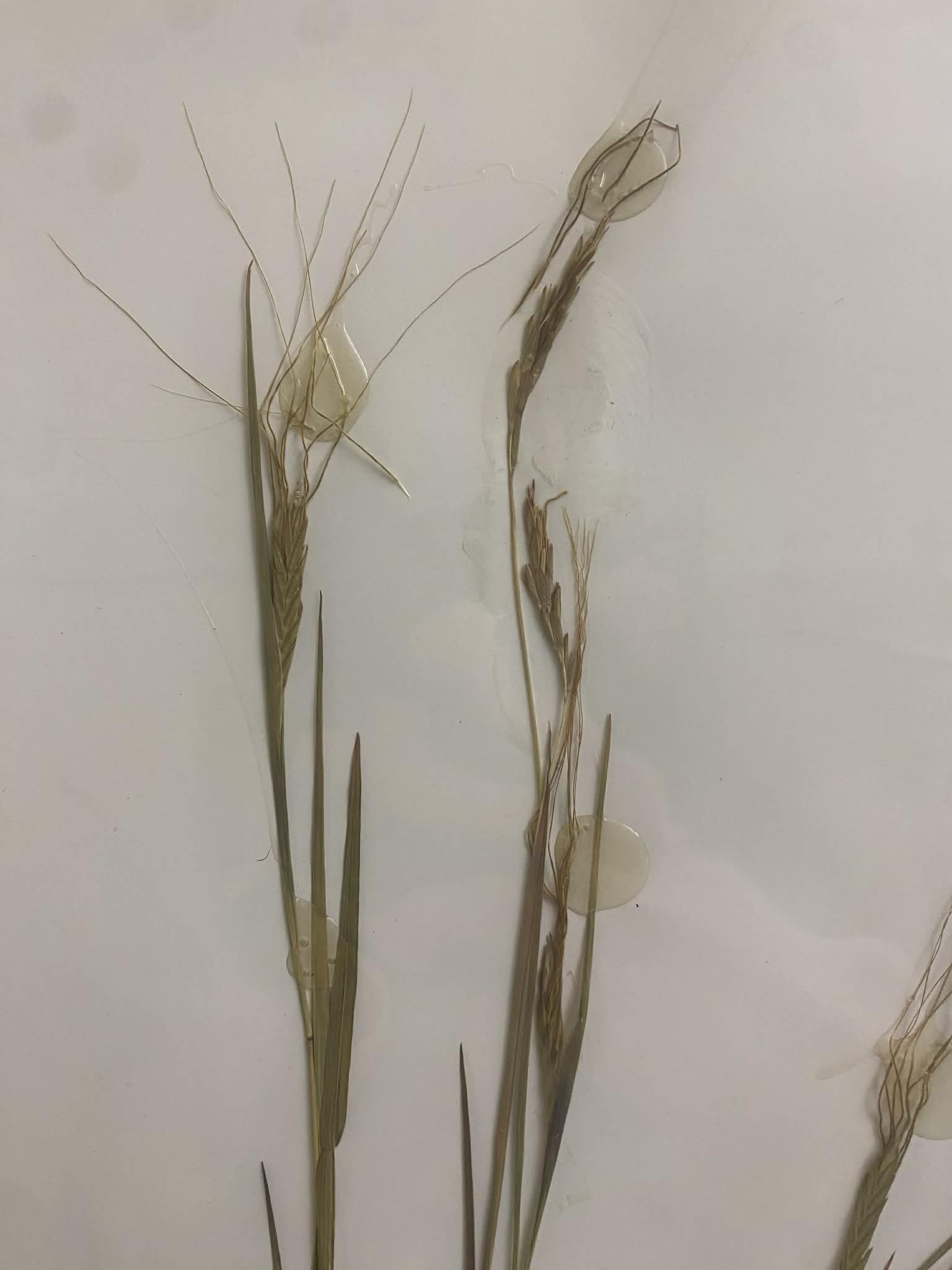 <p>Andropogoneae, P, N, Heteropogon contortus, tanglehead</p>