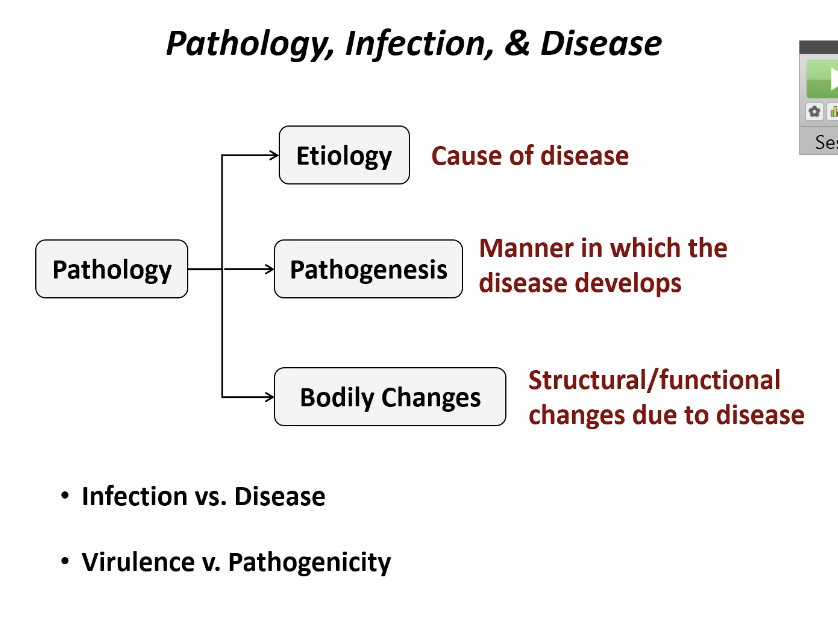 <ul><li><p><span style="font-family: &quot;ADLaM Display&quot;;"><span>The physical (structural ) and functional changes that result from the disease</span></span></p></li></ul><p></p>
