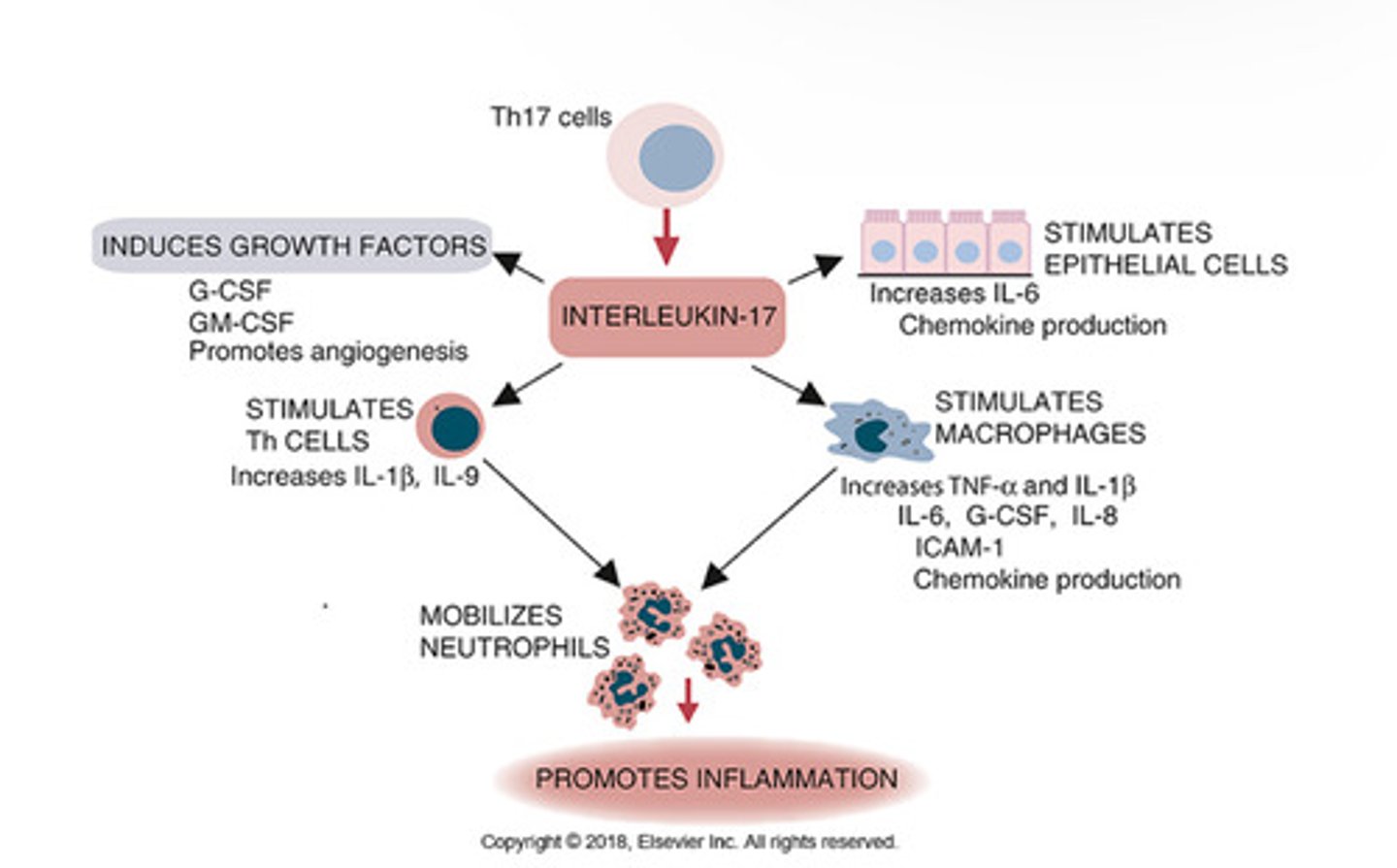 <p>-Stimulation of acute inflammation</p><p>-increased cytokine production in macrophages and endothelial cells</p><p>-Associated with allergic responses and a crucial cytokine in Th17 CD4+ T cell response.</p>