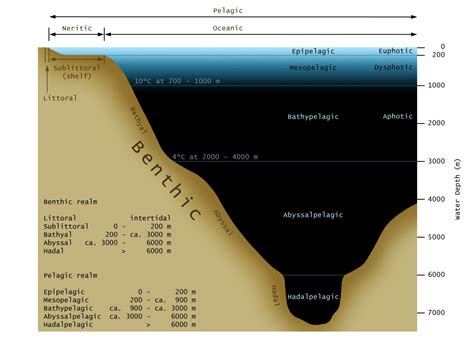 <p>Benthic means</p>
