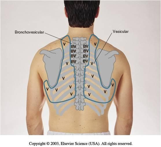 Heard in peripheral and lateral lung fields as well as over clavicles. 
Longer inspiration and shorter exhalation 