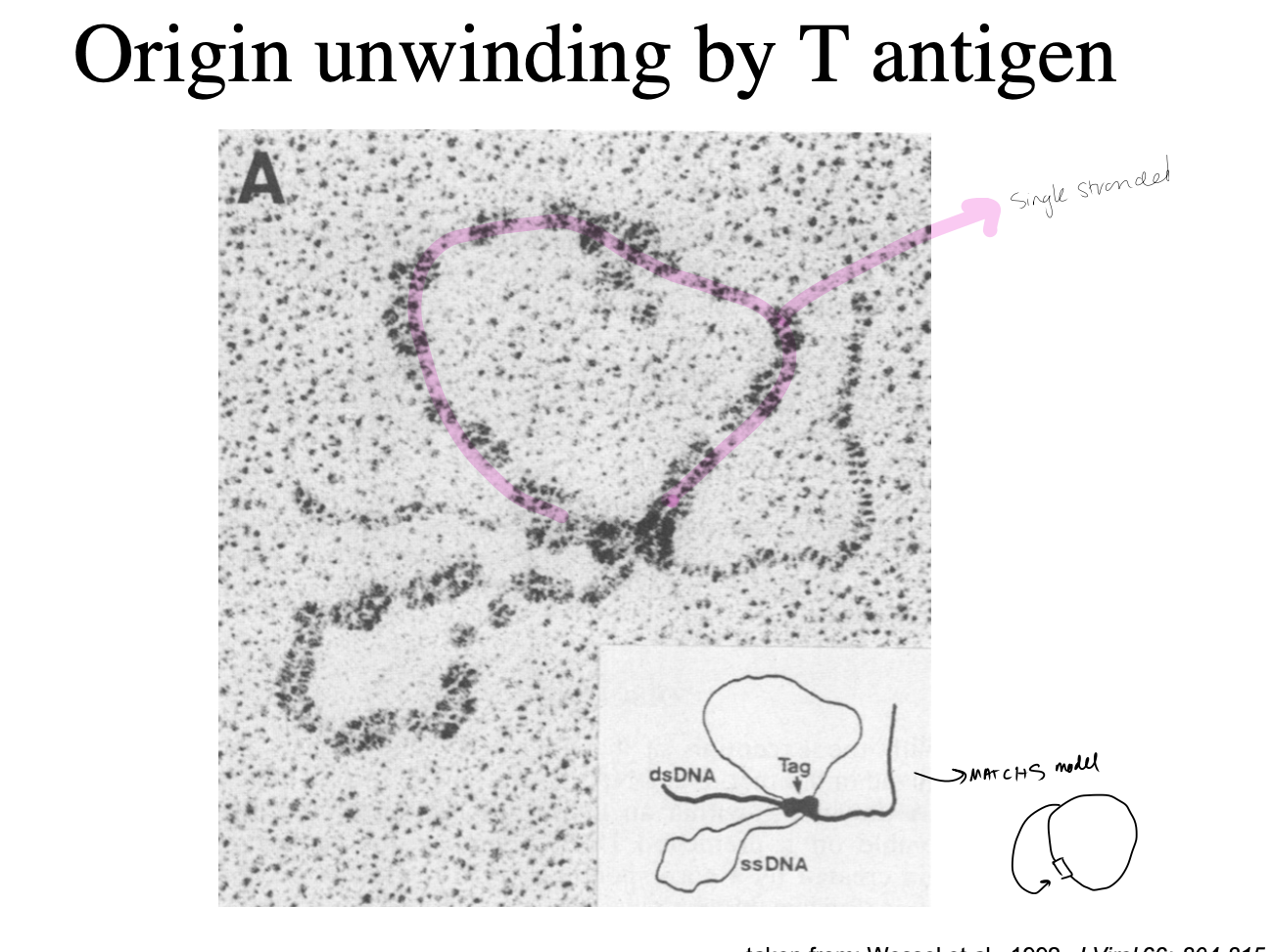 <ul><li><p>see the single stranded DNA is tagged with proteins in the EM</p></li></ul><p>→ THEREFORE: this matches the replicon model</p><p></p>