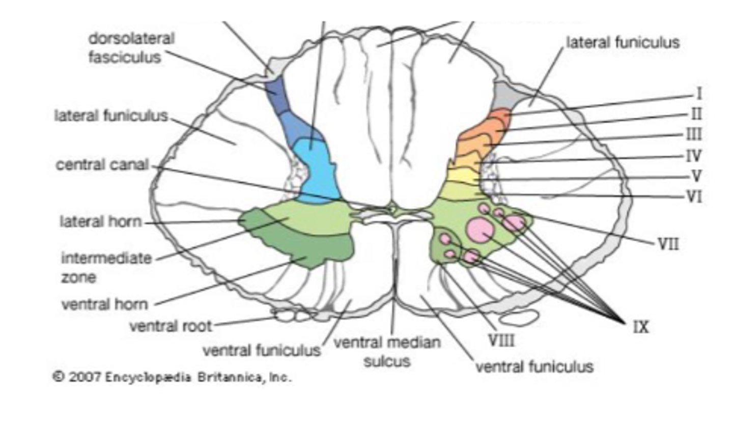 <p>- Diencephalic nuclei (thalamus)</p><p>- Projections to cortical/subcortical structures</p>
