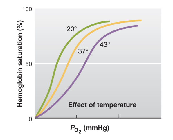 <p>-When the<strong> temperature increases</strong>, such as during exercise, fever, or in warmer environments, the <strong>affinity</strong> of hemoglobin for oxygen <strong>decreases</strong>.</p><p></p><p>-In extreme cold, the <strong>lower temperature can increase hemoglobin's affinity for oxygen,</strong> which could reduce oxygen delivery to tissues, potentially causing hypoxia (insufficient oxygen) in the extremities.</p>
