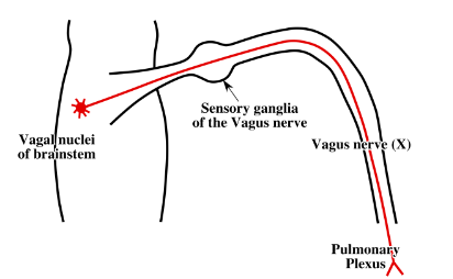 <p>-vagus nerve (X) provides parasympathetic innervation to the lungs</p><p>-presynaptic parasympathetic neuronal cell bodies located within the vagal nuclei in the brainstem</p><p>-presynaptic parasympathetic axons destined for the lungs travel in the vagus nerve (X) passing through the sensory ganglia of the vagus nerve and entering the pulmonary plexus</p>