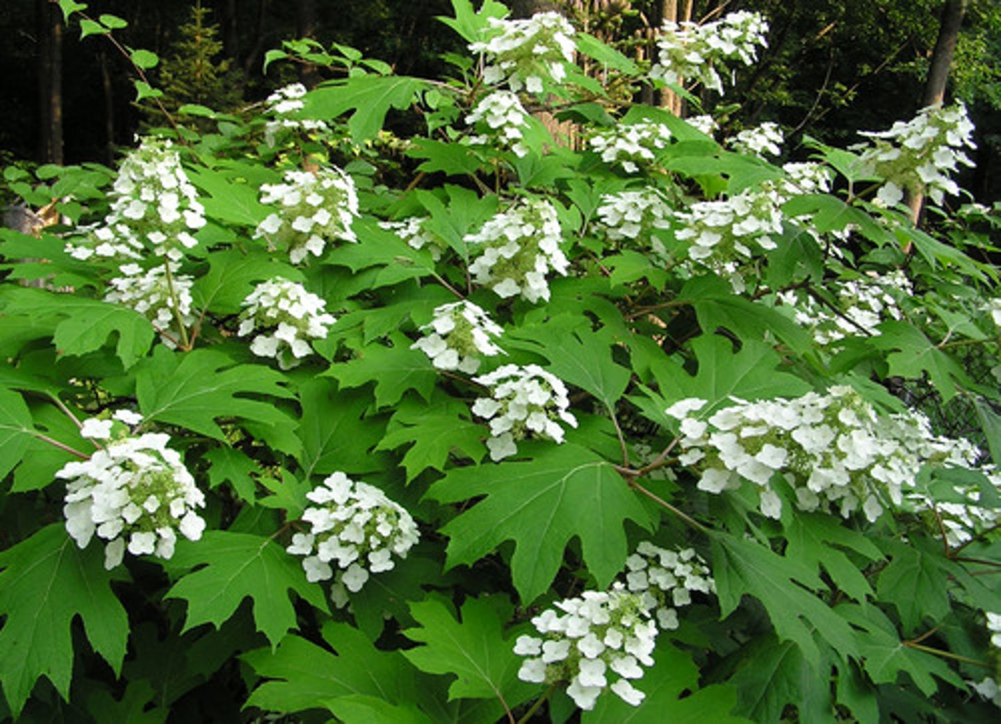 <p>oakleaf hydrangea</p>