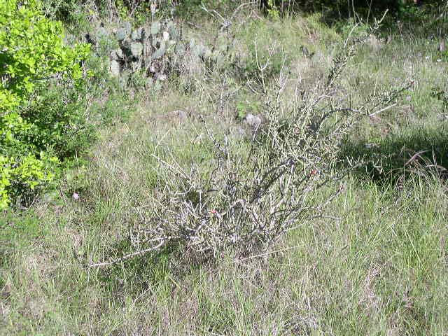 <p>Cylindropuntia leptocaulis<br>(Cactus)</p>