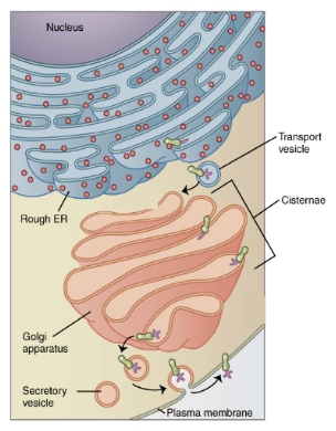 <ul><li><p>membrane bound</p></li><li><p>stacks of cisternae (flattened, membrane bound sacs)</p></li><li><p>vesicles are continuously pinched off from the ends</p></li></ul><p></p>