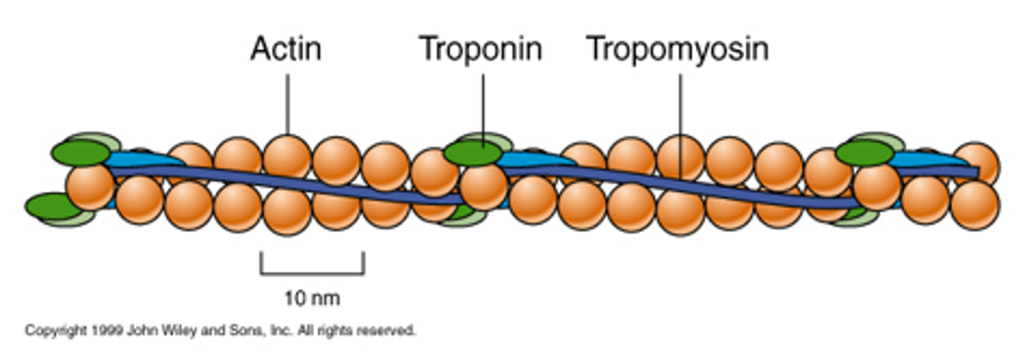 <p>tropomyosin</p><p>* thin protein that lays around the actin protein</p>