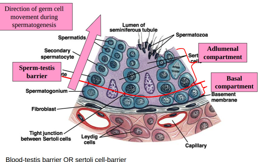 <p>occurs across the wall of tubules </p><p>sertoli cells - structurally support other cells involvedin producing spermatozoa - give them nutrition, produce fluid and mop things up, span from basement membrane to lumen, connect at tight junctions creating the sperm-testis barrier which created the basal compartment and adlumenal compartment&nbsp;</p>