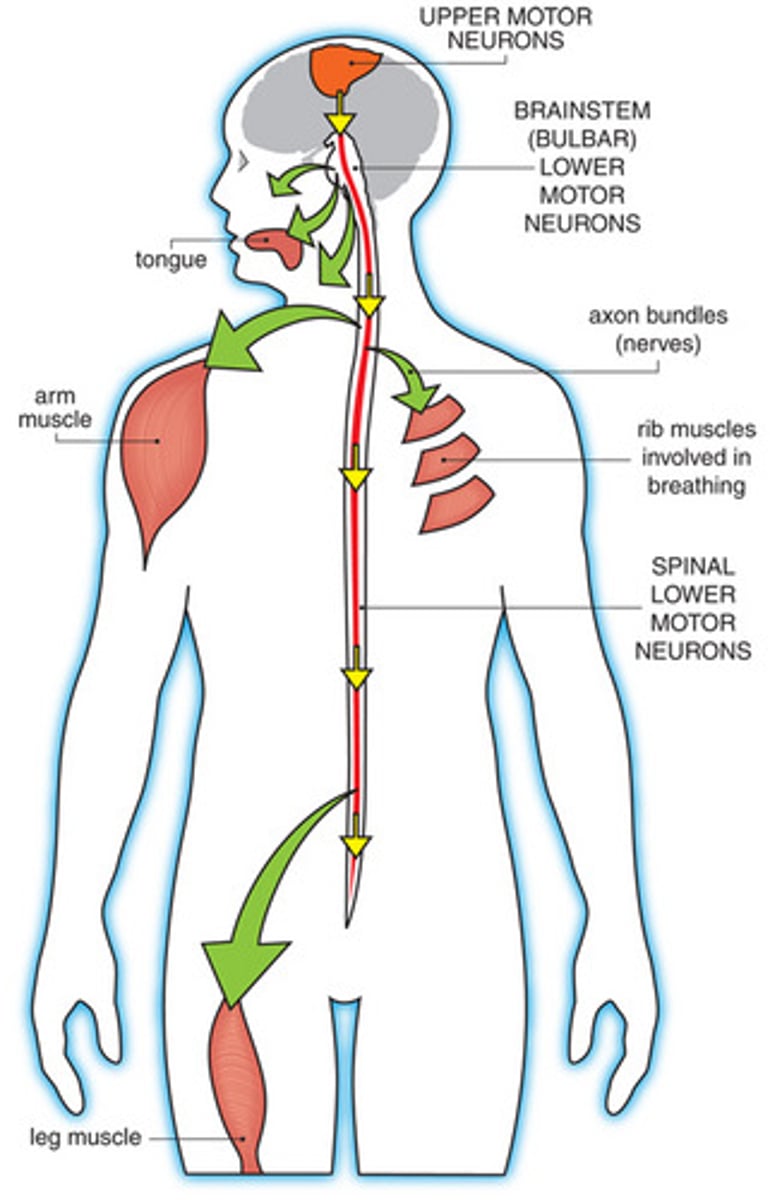 <p>axons leave the CNS, extend through PNS to skeletal muscles. Cell bodies in anterior horns of spinal cord and in cranial nerve nuclei of brainstem</p>
