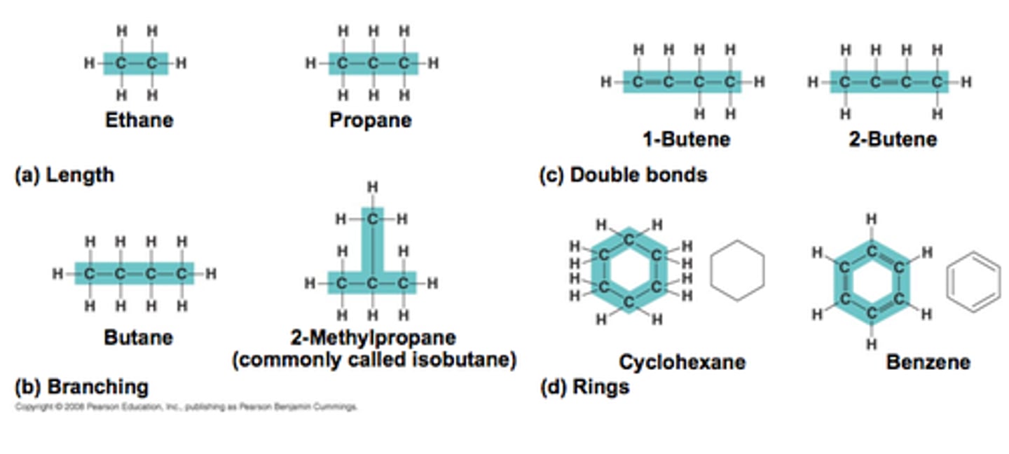 <p>provide the basic structures for organic molecules</p>