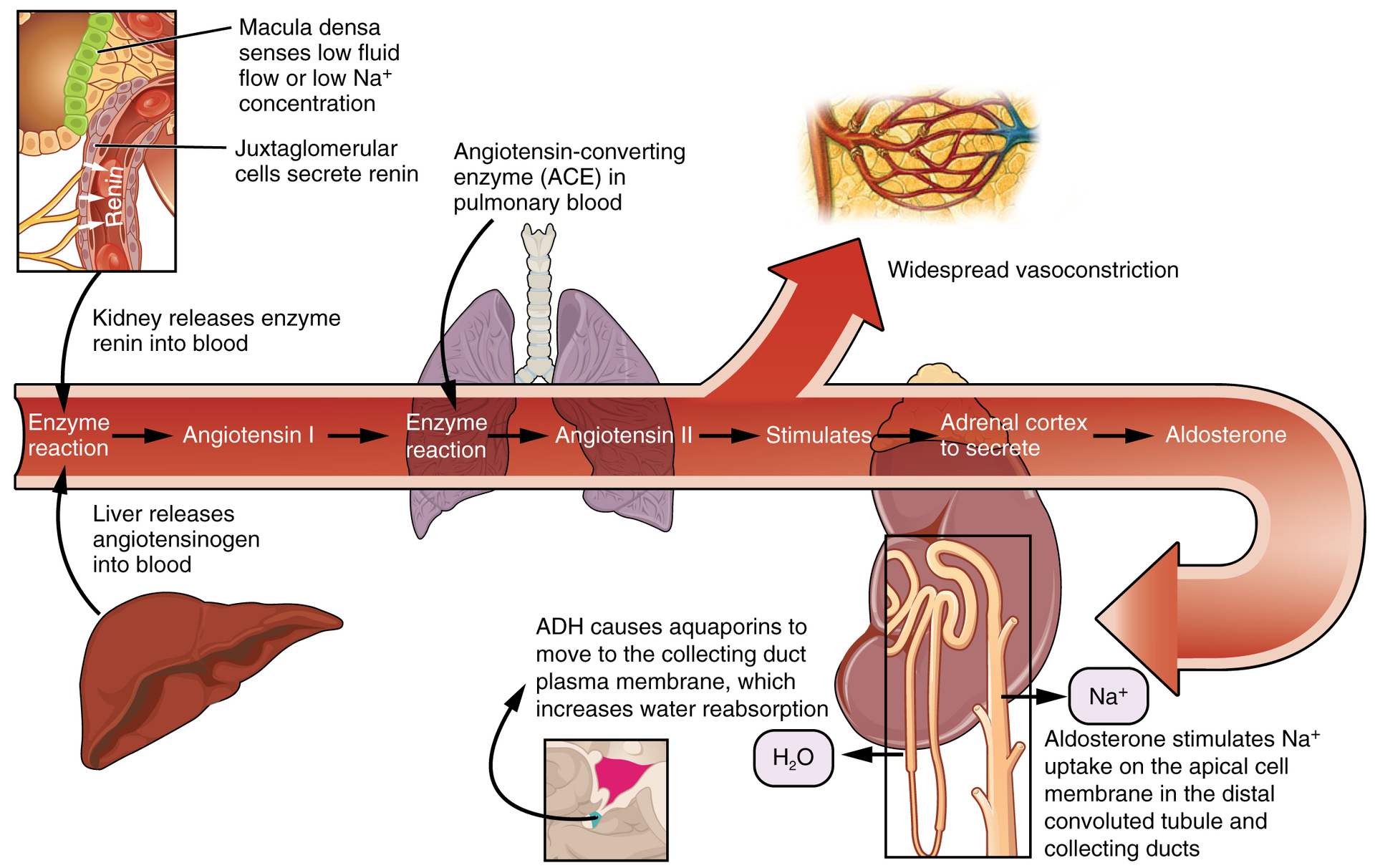 <p>Angiotensin II</p>