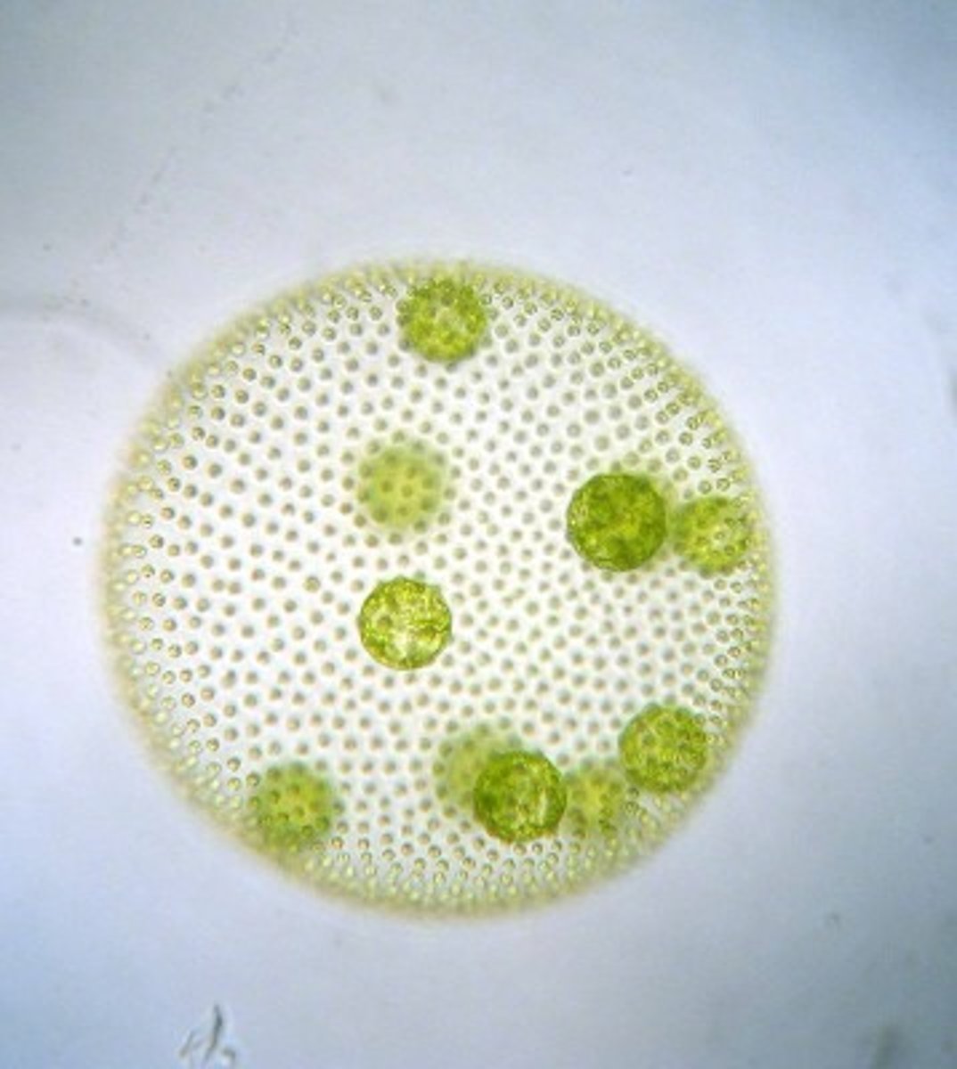 <p>sheets or hollow balls, some reproduce growing new small balls of cells inside larger balls</p><p>each cell of sphere has two or more flagella</p>