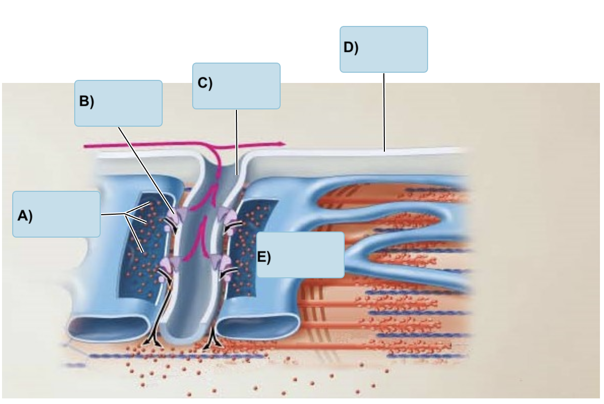 <p>Match the following of the muscle cell </p><p></p><p>(Sarcolemma, T-tubule, terminal cistern, Ca ions, Voltage sensitive tubule protein) </p>