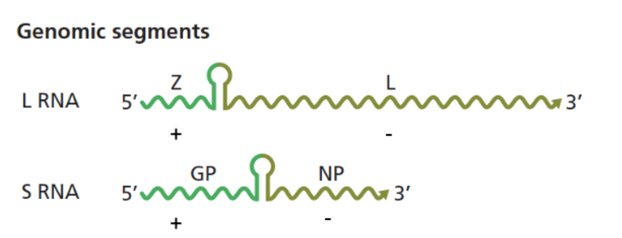 <p>enveloped, bi-segmented RNA genome:</p><ul><li><p>L segment: larger</p><ul><li><p>has Z protein: lays a central role in the virus's <strong>assembly, budding, and replication regulation</strong>.</p></li></ul></li><li><p>S segment: smaller</p></li><li><p>has IGR - intergenic region (loop) that separates ± regions</p></li></ul><p>nucleocapsid coats RNA</p><p></p><p>old and new world</p><p>cause hemorrhagic fevers</p><p>some are non pathogenic</p><p>transmitted through mastomys rats —&gt; rat to human —&gt; human to human</p><ul><li><p>urine/feces, or bodily fluid/blood transmission</p></li></ul><p></p><p>can be in mammals and snakes</p>