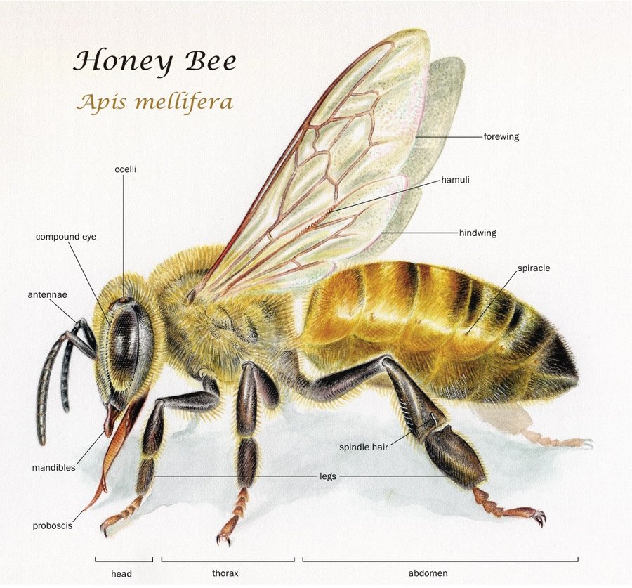 <p>Apis (Honey Bee)</p>