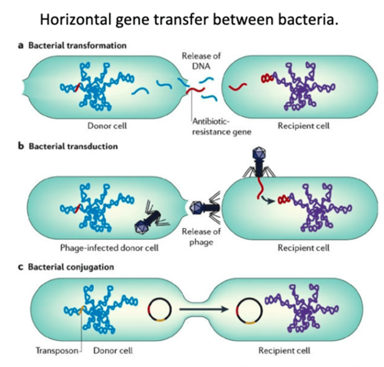 <p>transformation, transduction, conjugation</p>