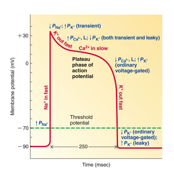 Innactivation of the Ca2+ channels and delayed activation of "normal" voltage-gated K+ channels.

