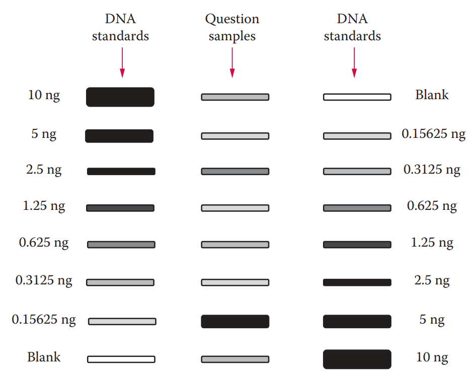 Human DNA quantitation using the slot blot assay. Standards with known amounts of human DNA are applied, and unknown samples and a set of standards are compared. The quantities in the unknown samples are estimated by visual comparison to the standards. (© Richard C. Li.)