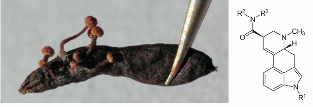 <p>Claviceps purpurea - ergot of rye</p>