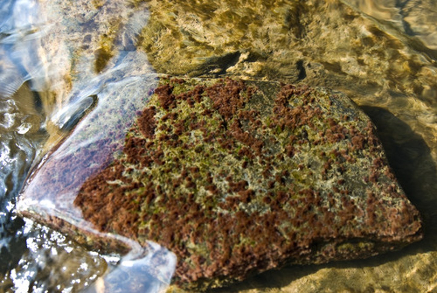 <p>collection of algae, animals, and fungi attached to rocks and other objects on the bottom</p>