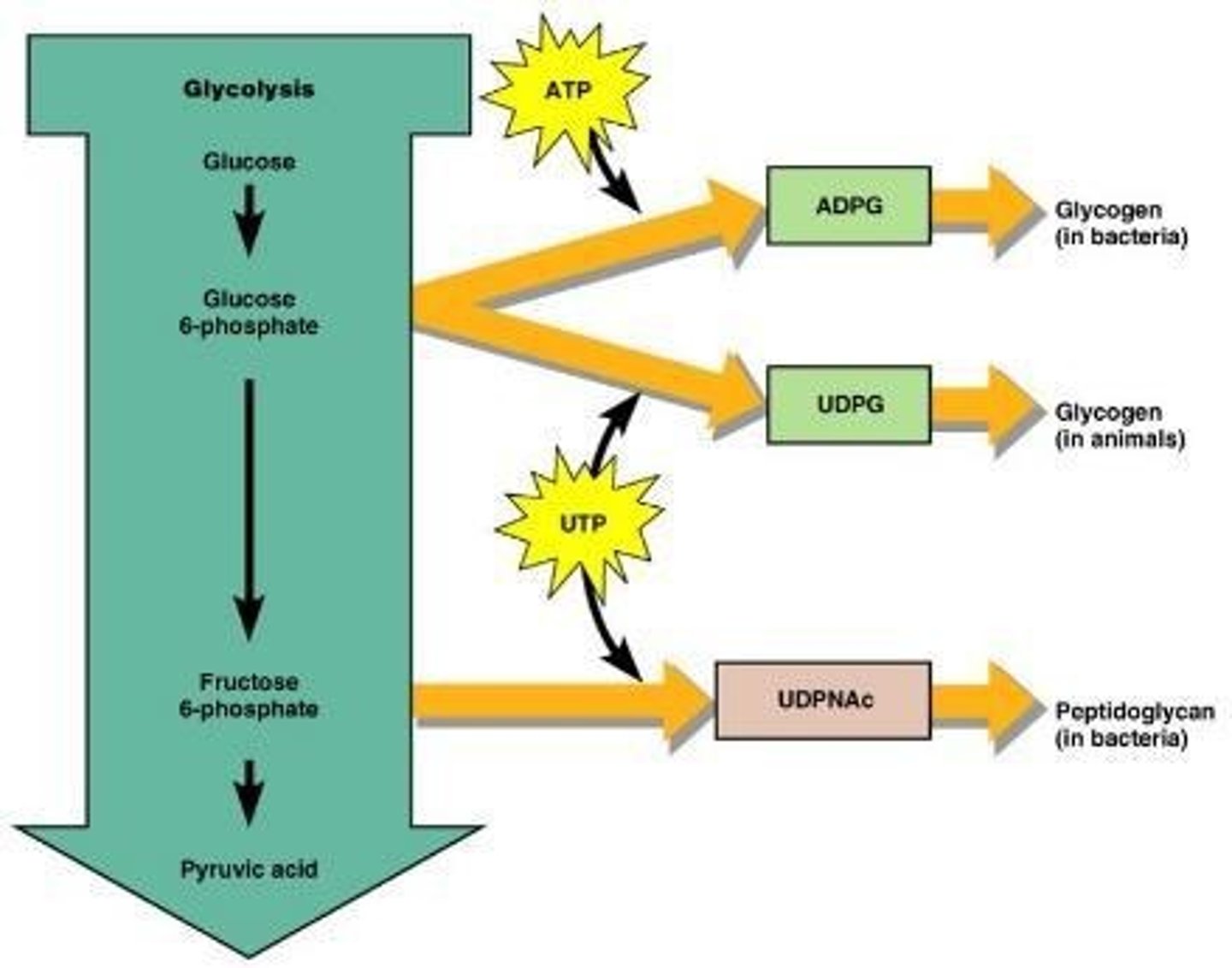 <p>The transfer of a high-energy phosphate group from a donor molecule to ADP to form ATP.</p>