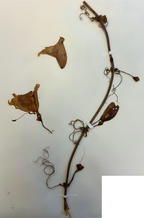 <p>Family + Genus</p>