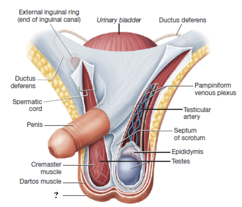 <p>external sac that houses the testes</p><ul><li><p>composed of skin, connective tissue, and subcutaneous layer of smooth muscle </p></li></ul><p></p>