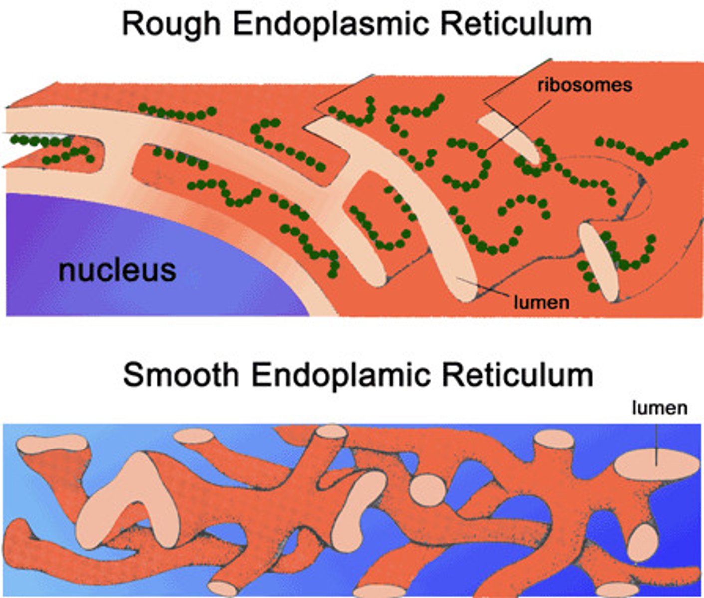 <p>Enzymes that produce lipids/hormones, breakdown of toxic cellular byproducts</p>