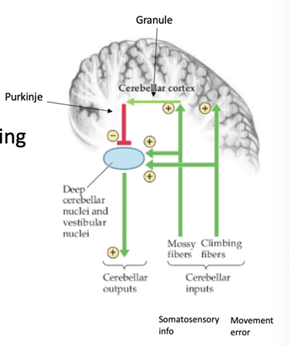 <p>- Input from mossy and climbing fibers excite nuclei, thus increasing firing rate</p><p>- Purkinje cells work to inhibit deep nuclei, thus decreasing firing rate</p><p>Excitation would work to "turn on" a motor plan and Inhibition would work to "turn off" a motor plan. Both of these working in tandem work to refine movement</p>