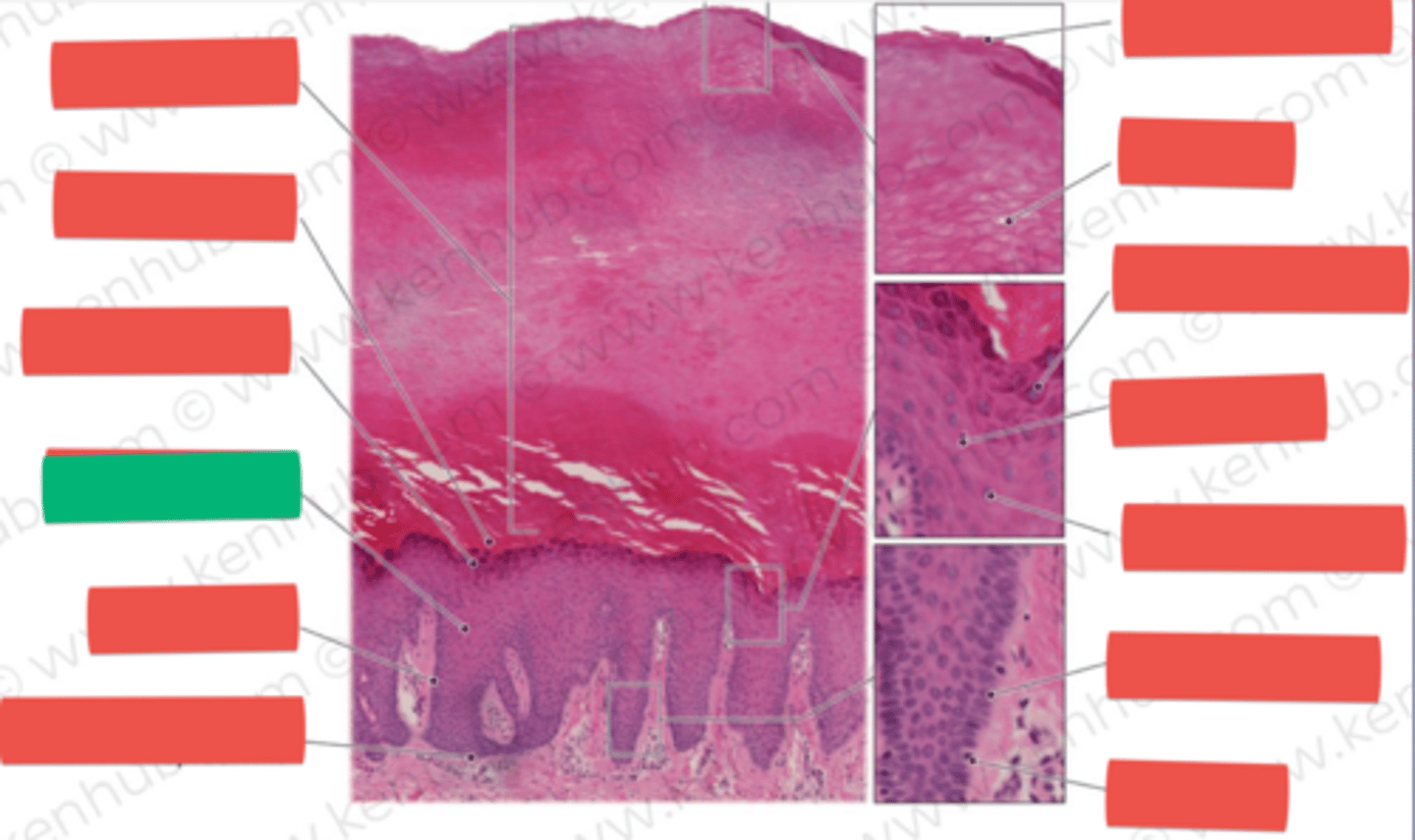 knowt flashcard image